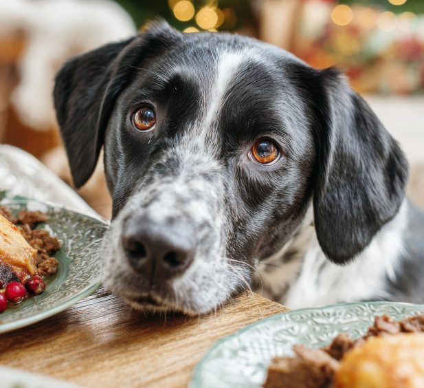 Natale.pet